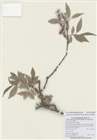 藏品(花蓮柳)的圖片